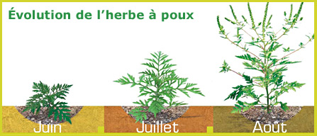 Évolution de l’herbe à poux. Juin, juillet, août. Évolution de l’herbe à poux. Juin, juillet, août.