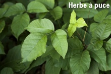 Herbe à puce