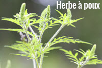 Herbe  puce: raction allergique