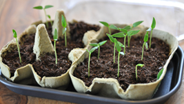 Plantations dans une boîte d’oeufs
