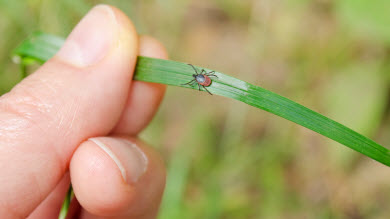 En manchettes: Maladie de Lyme et anaplasmose – Bébés et allergies alimentaires – Dépistage prénatal