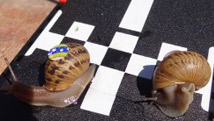 Escargots d’amour